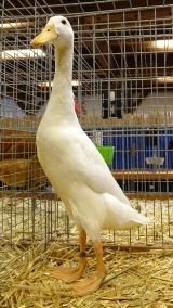 Laufenten weiß