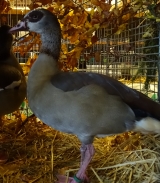 Nilgänse