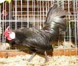 Bantam schwarz