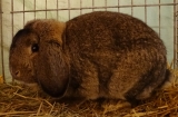 Deutsche Kleinwidder wildfarben