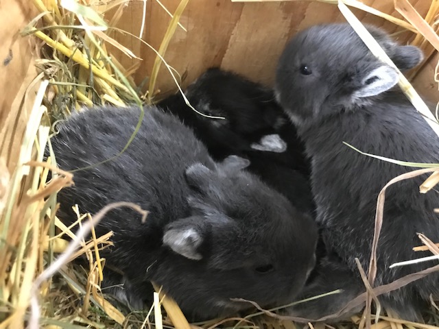 Farbenzwerge und Widder als Kinderkaninchen 