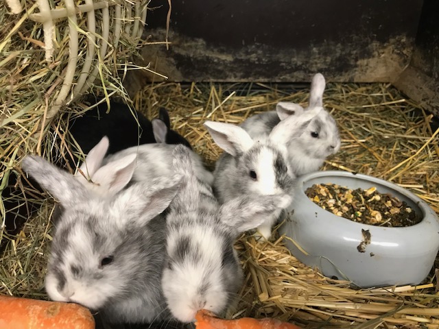 Farbenzwerge und Widder als Kinderkaninchen